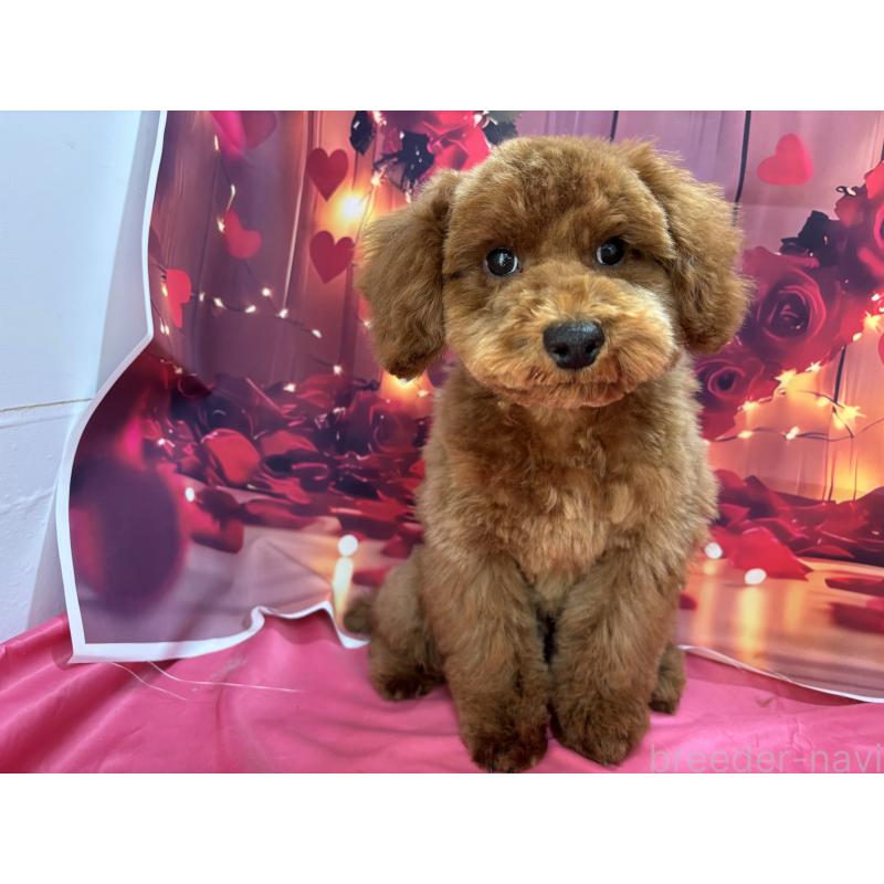 販売中の栃木県のトイプードル-423585の10枚目