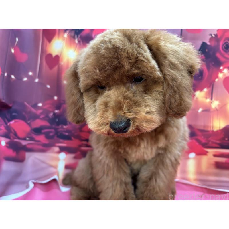 販売中の栃木県のトイプードル-423585の9枚目