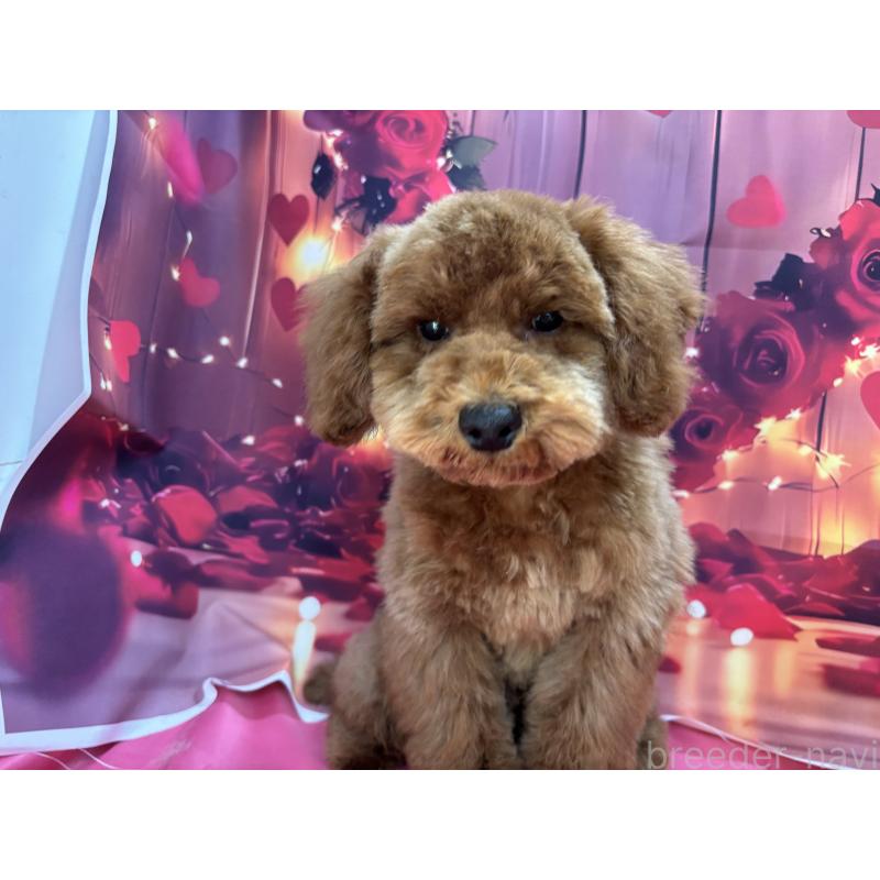 販売中の栃木県のトイプードル-423585の8枚目