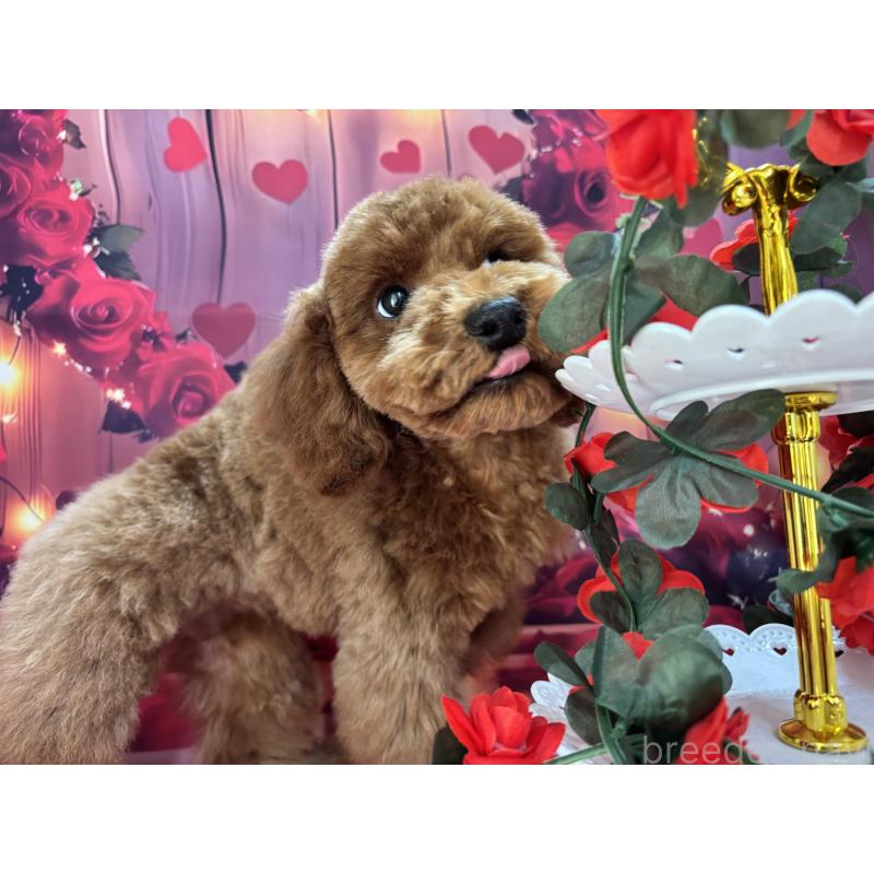 販売中の栃木県のトイプードル-423585の7枚目