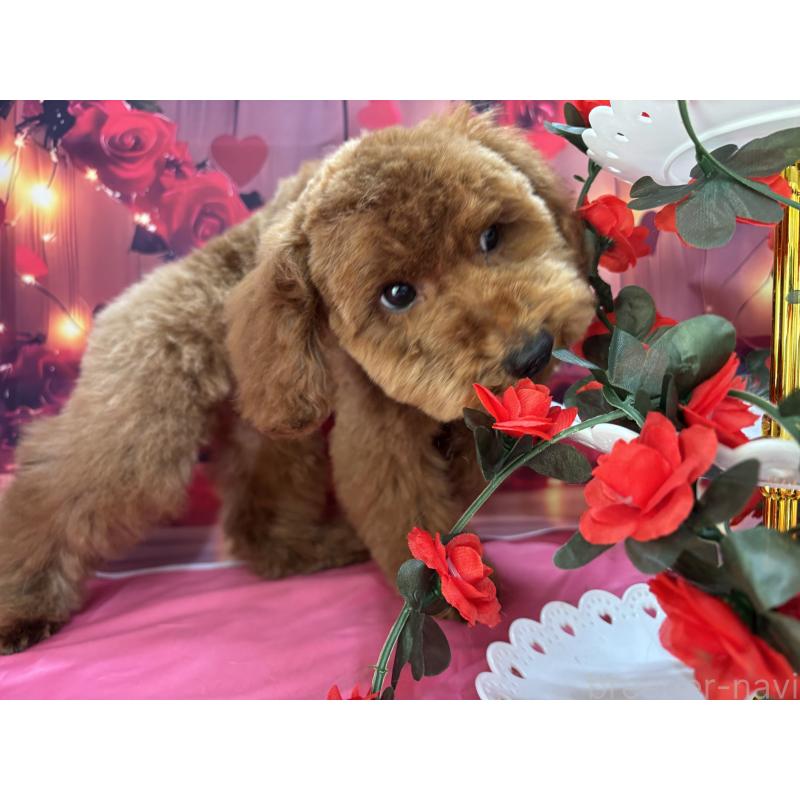 販売中の栃木県のトイプードル-423585の6枚目