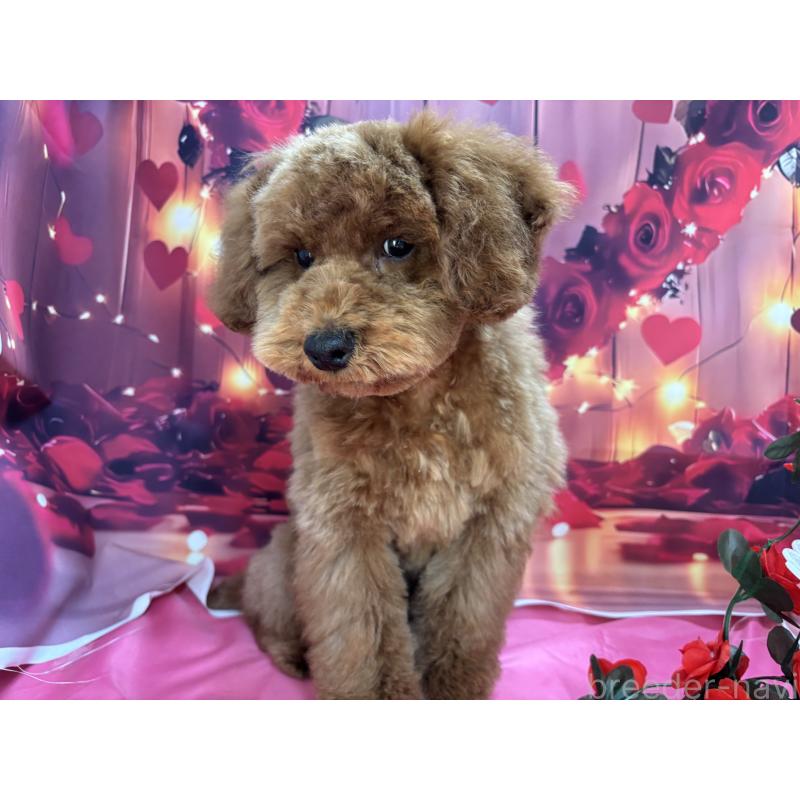 販売中の栃木県のトイプードル-423585の5枚目