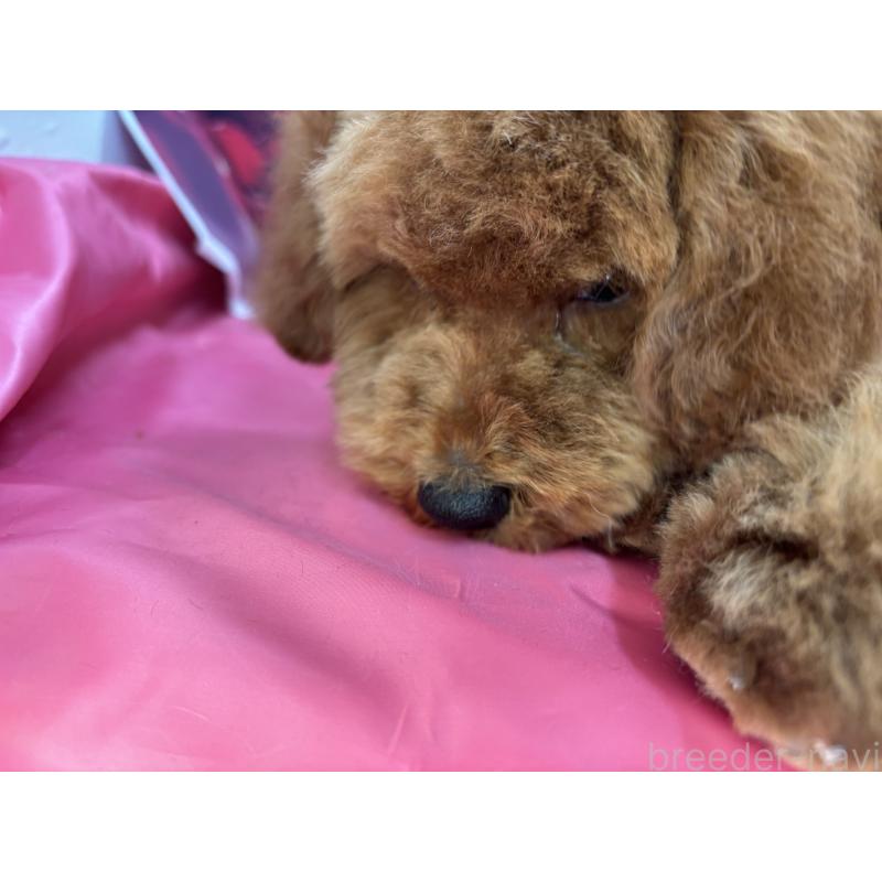 販売中の栃木県のトイプードル-423585の4枚目