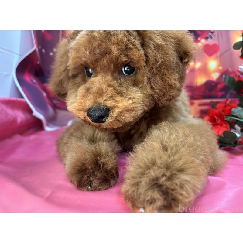 販売中の栃木県のトイプードル-423585の3枚目