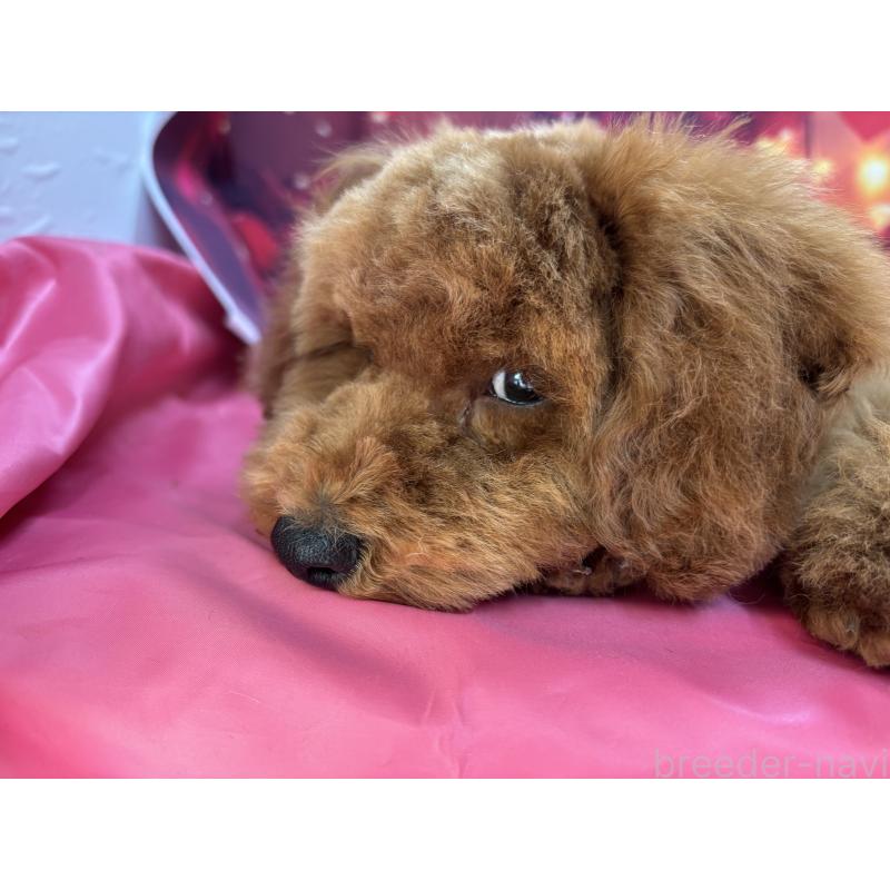 販売中の栃木県のトイプードル-423585の2枚目