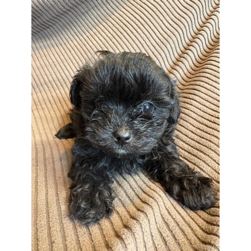 販売中の静岡県のミックス犬-441405の2枚目