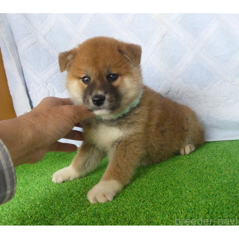 販売中の静岡県の柴犬-441407の12枚目