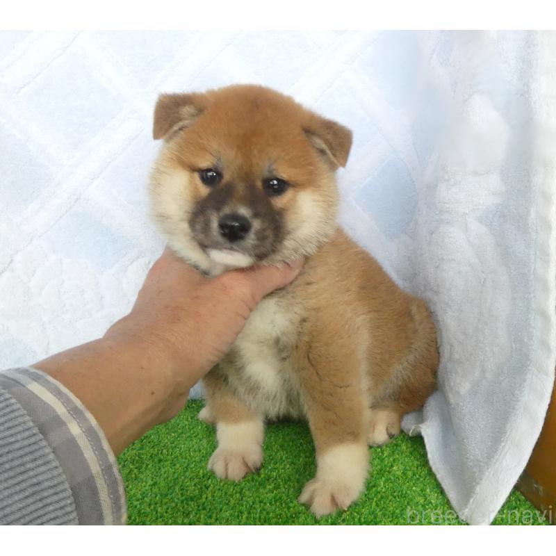 販売中の静岡県の柴犬-441407の11枚目