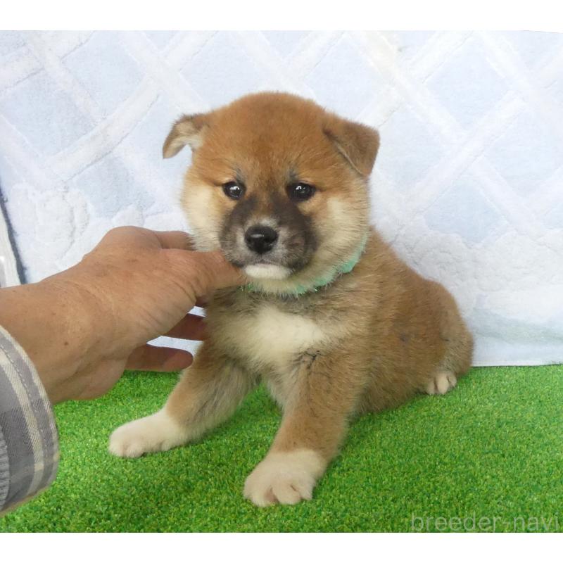 販売中の静岡県の柴犬-441407の10枚目