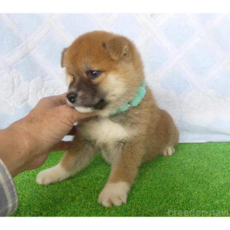 販売中の静岡県の柴犬-441407の9枚目