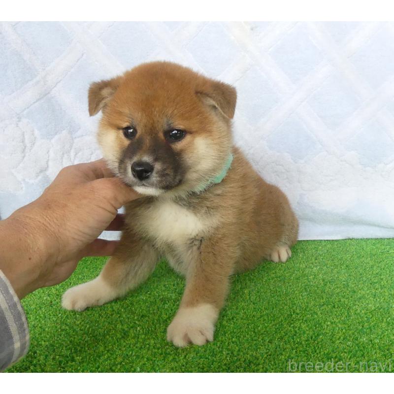 販売中の静岡県の柴犬-441407の8枚目