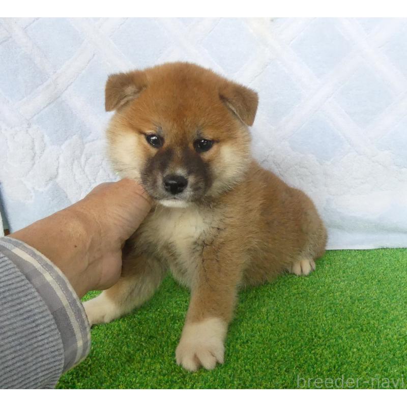 販売中の静岡県の柴犬-441407の7枚目