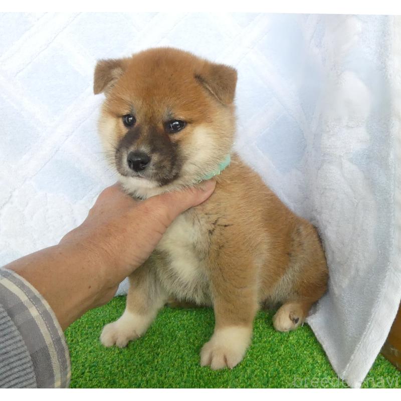 販売中の静岡県の柴犬-441407の6枚目