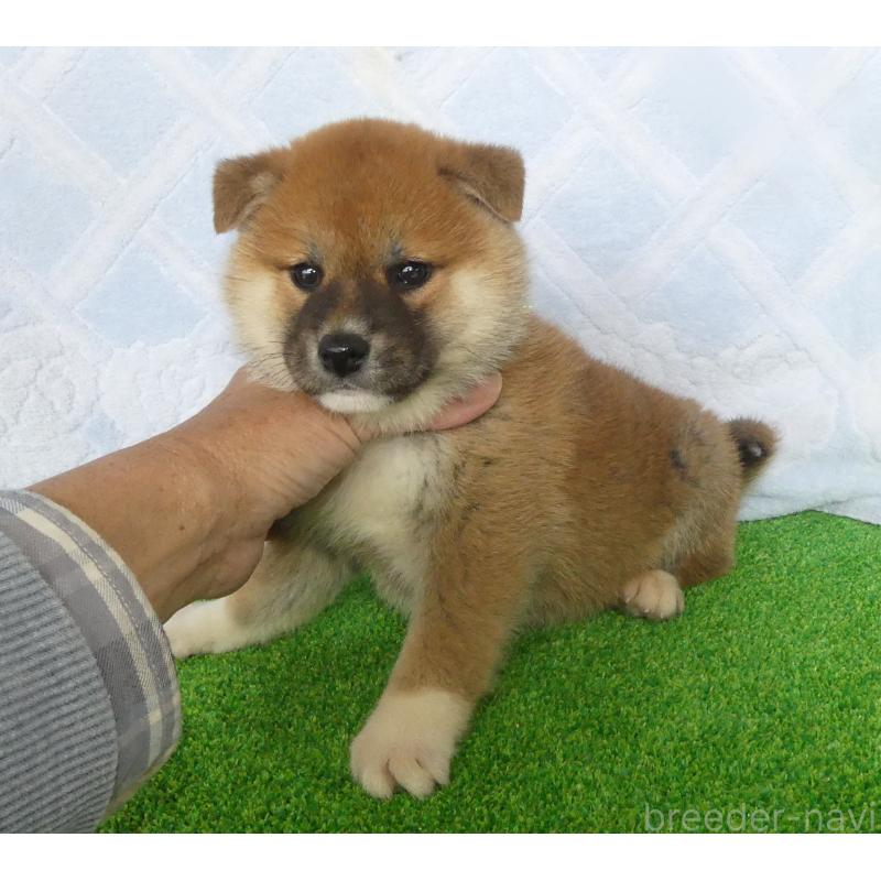 販売中の静岡県の柴犬-441407の4枚目