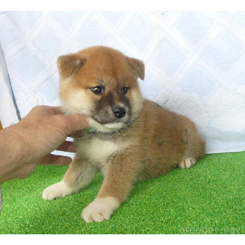 販売中の静岡県の柴犬-441407の3枚目