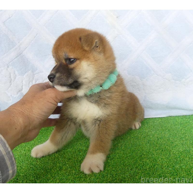 販売中の静岡県の柴犬-441407の2枚目