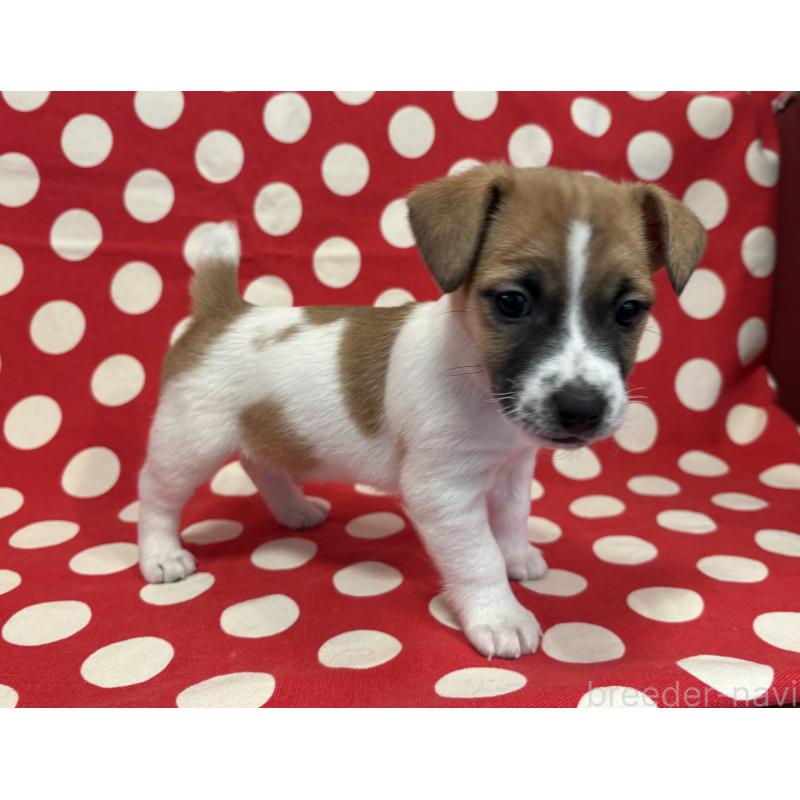 販売中の京都府のジャックラッセルテリア-441410の4枚目