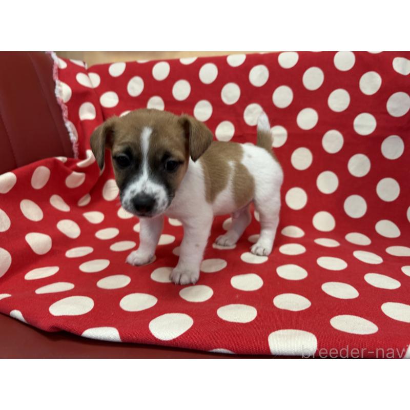 販売中の京都府のジャックラッセルテリア-441410の3枚目