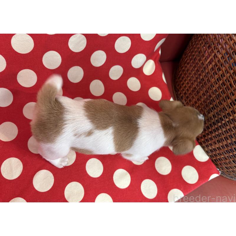 販売中の京都府のジャックラッセルテリア-441410の2枚目