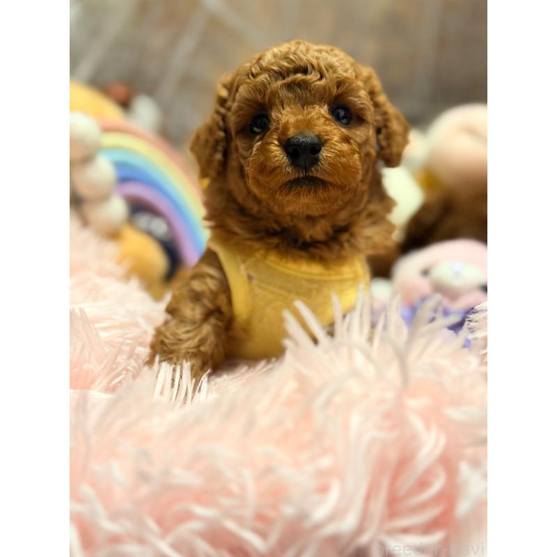 販売中の山形県のトイプードル-440265の8枚目