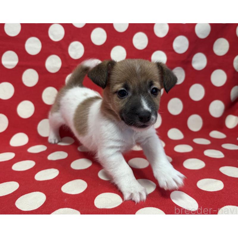 販売中の京都府のジャックラッセルテリア-441411の4枚目