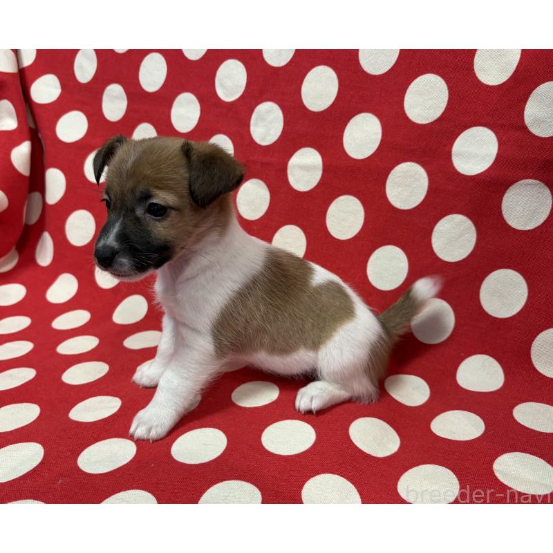 販売中の京都府のジャックラッセルテリア-441411の3枚目