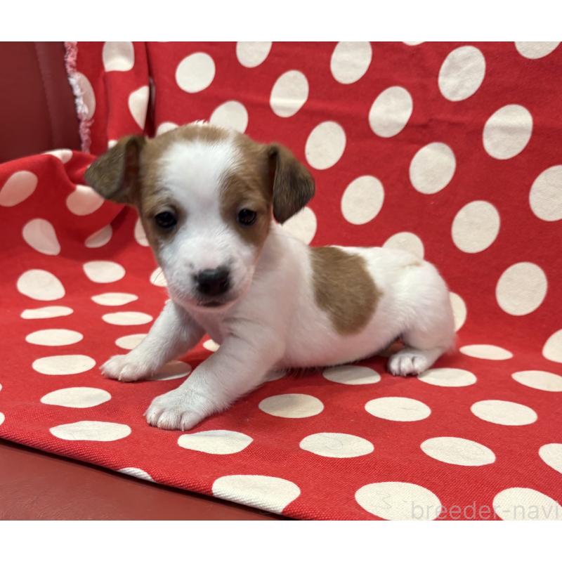 販売中の京都府のジャックラッセルテリア-441412の4枚目