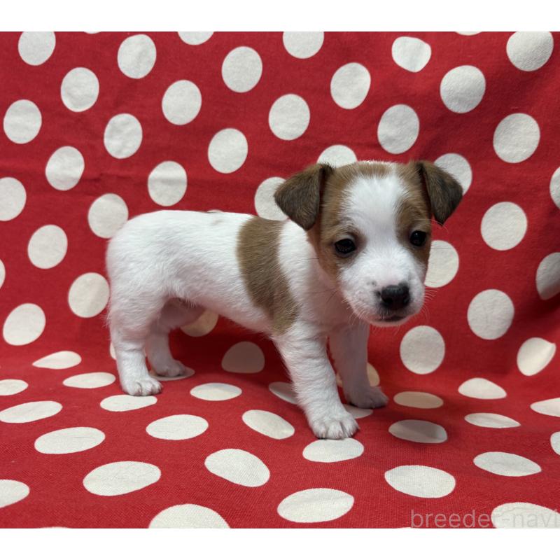 販売中の京都府のジャックラッセルテリア-441412の3枚目