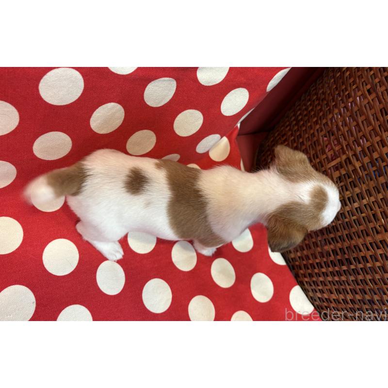 販売中の京都府のジャックラッセルテリア-441412の2枚目