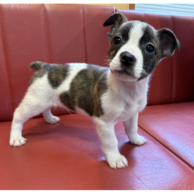 販売中の京都府のミックス犬-434219の4枚目