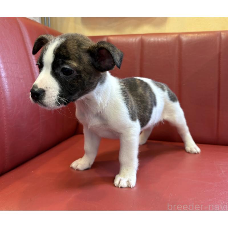 販売中の京都府のミックス犬-434219の3枚目