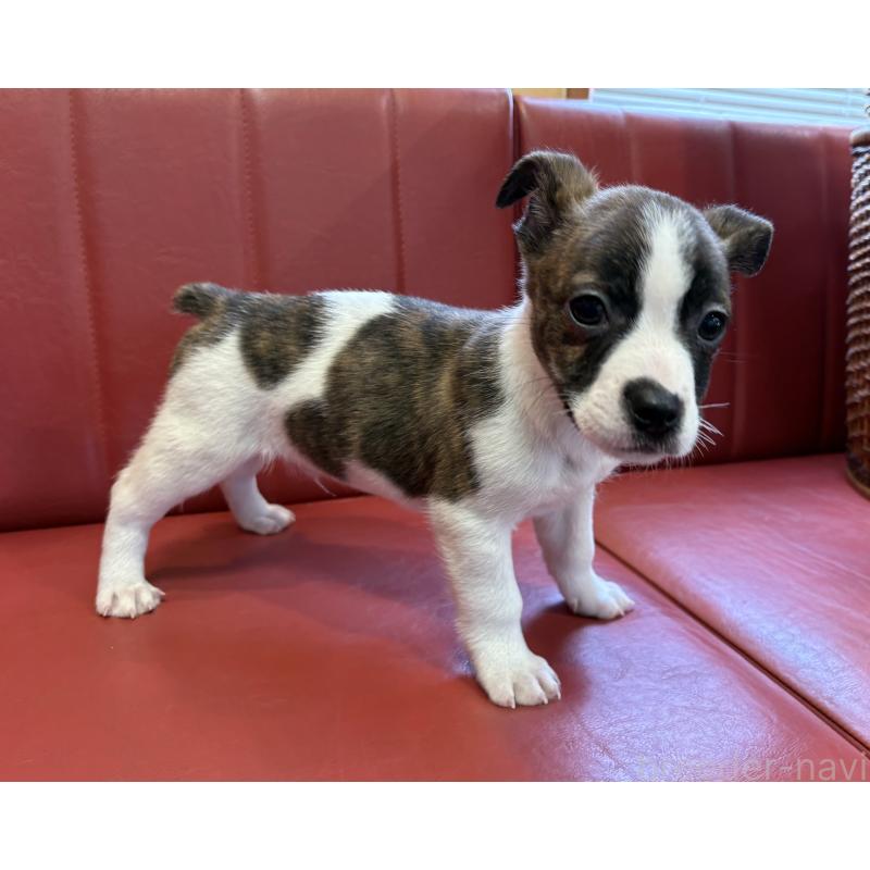 販売中の京都府のミックス犬-434219の2枚目