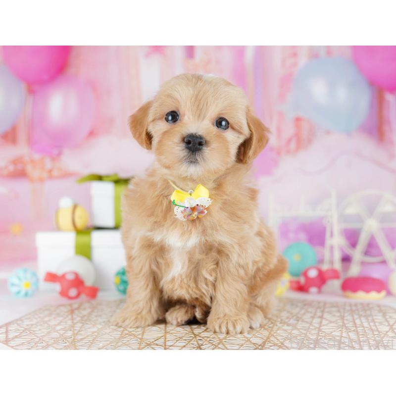 販売中の東京都のマルプー:マルチーズ×トイプードル-441414の1枚目