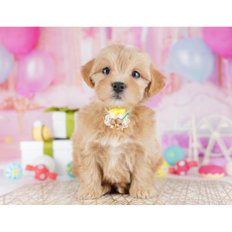 販売中の東京都のマルプー:マルチーズ×トイプードル-441414の6枚目