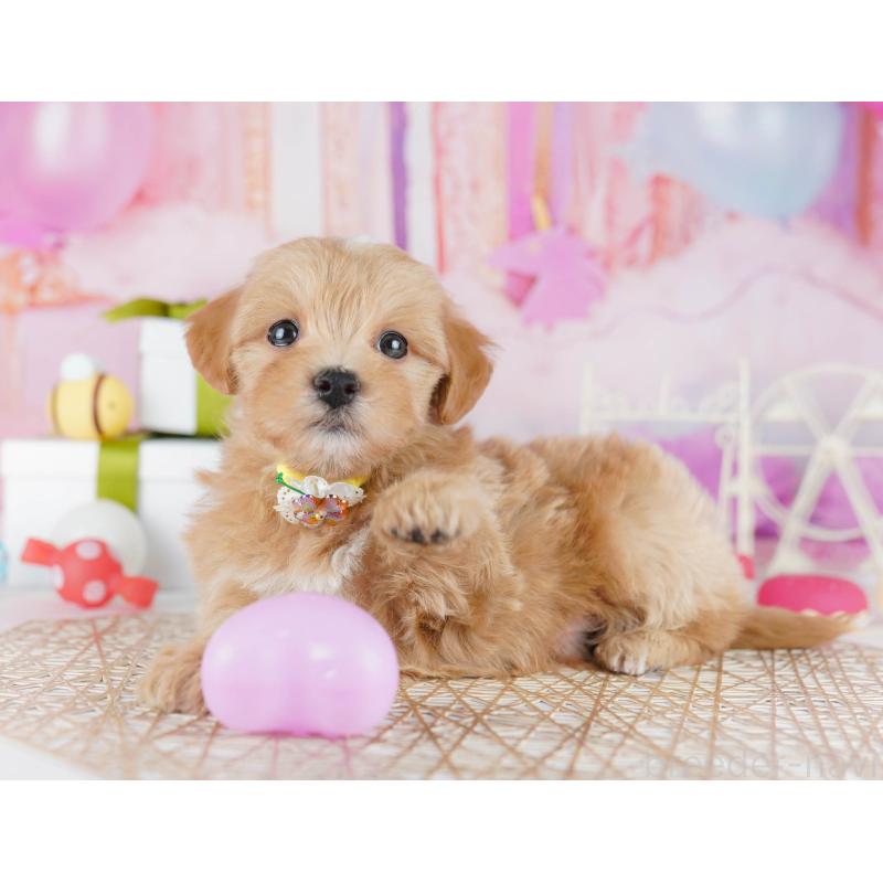 販売中の東京都のマルプー:マルチーズ×トイプードル-441414の5枚目