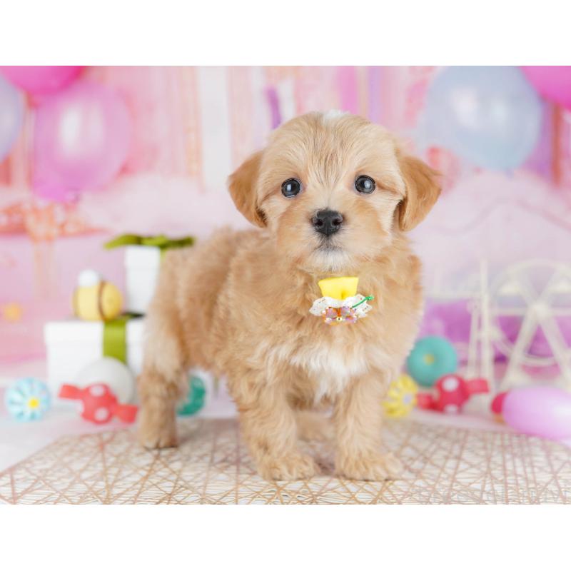 販売中の東京都のマルプー:マルチーズ×トイプードル-441414の4枚目