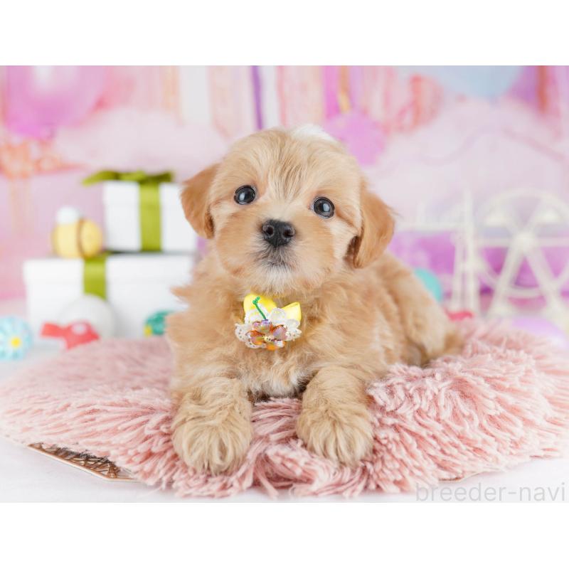 販売中の東京都のマルプー:マルチーズ×トイプードル-441414の3枚目