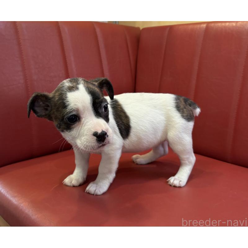 販売中の京都府のミックス犬-434221の2枚目