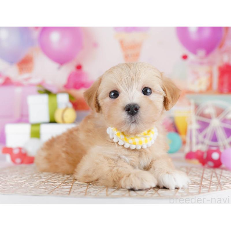 販売中の東京都のマルプー:マルチーズ×トイプードル-441415