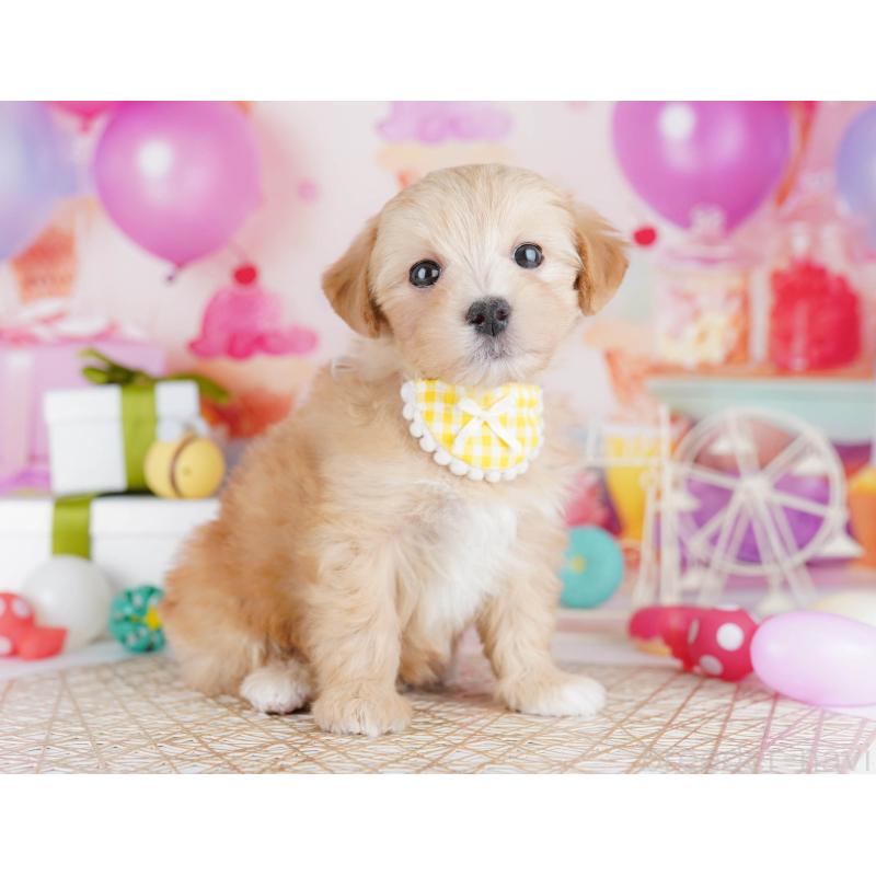 販売中の東京都のマルプー:マルチーズ×トイプードル-441415の6枚目