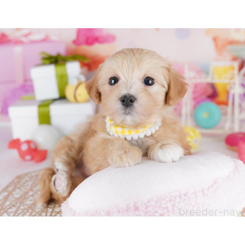 販売中の東京都のマルプー:マルチーズ×トイプードル-441415の5枚目