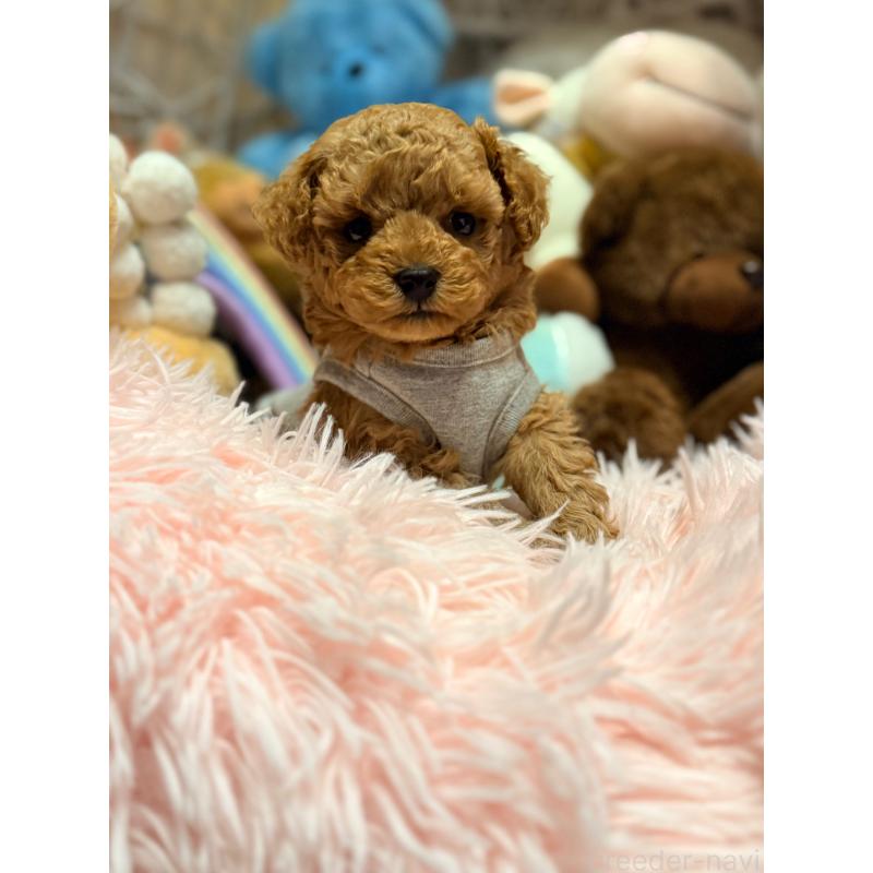 販売中の山形県のトイプードル-440284の11枚目