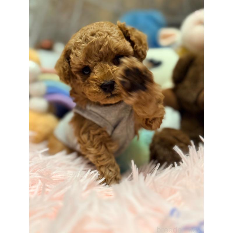 販売中の山形県のトイプードル-440284の10枚目