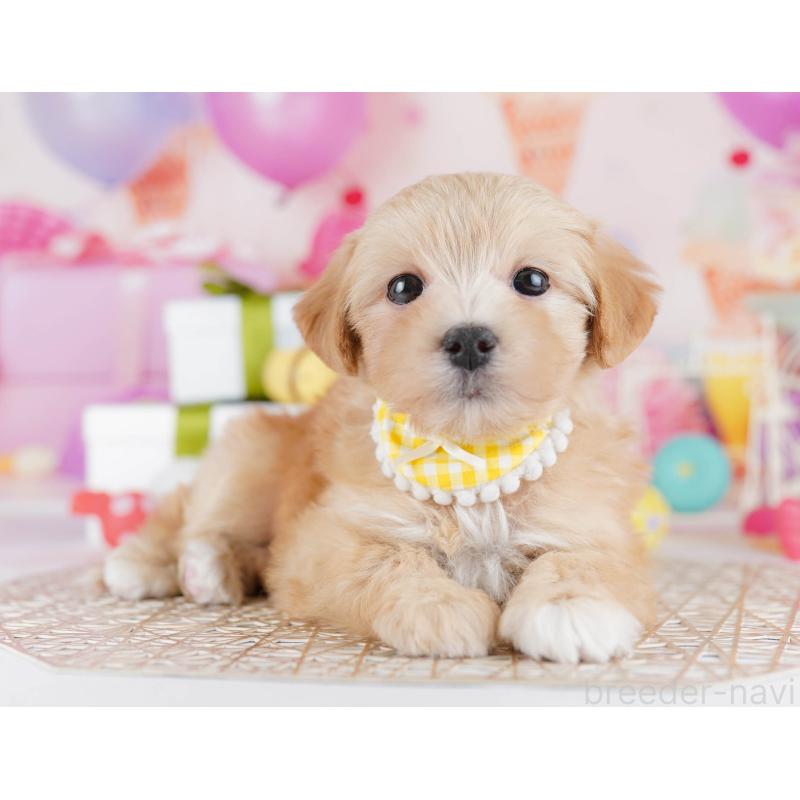 販売中の東京都のマルプー:マルチーズ×トイプードル-441415の4枚目