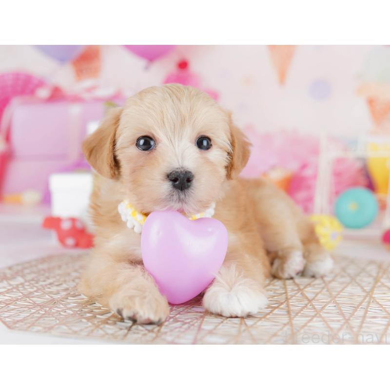 販売中の東京都のマルプー:マルチーズ×トイプードル-441415の3枚目