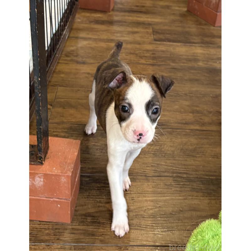 販売中の京都府のミックス犬-434222の3枚目