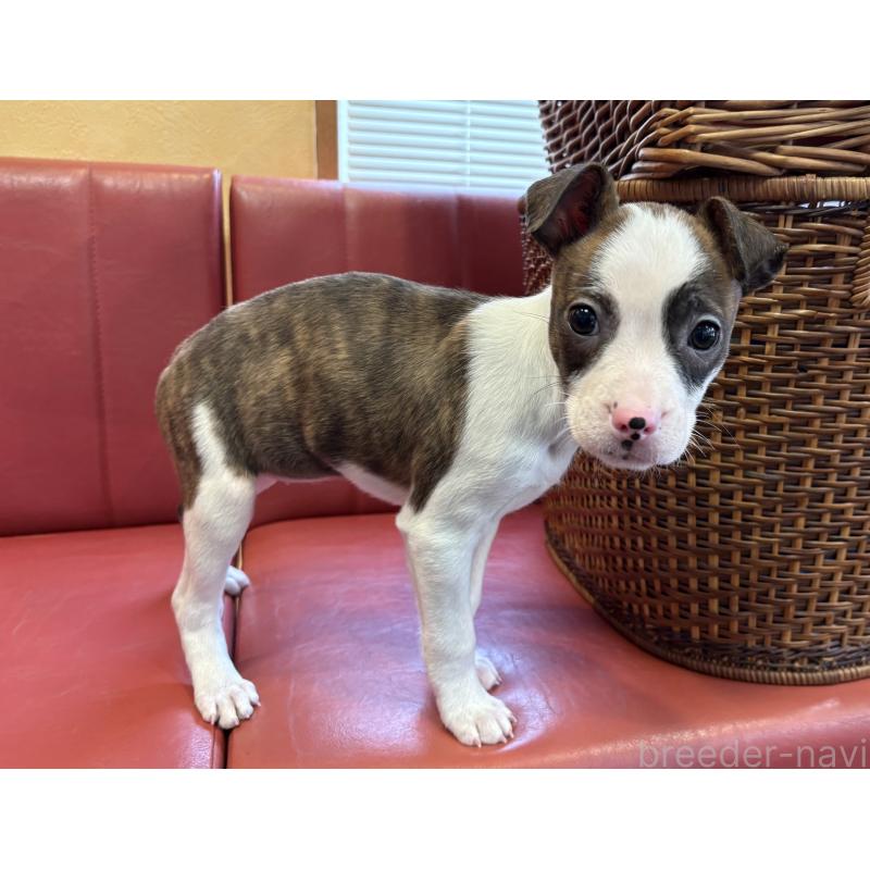 販売中の京都府のミックス犬-434222の2枚目