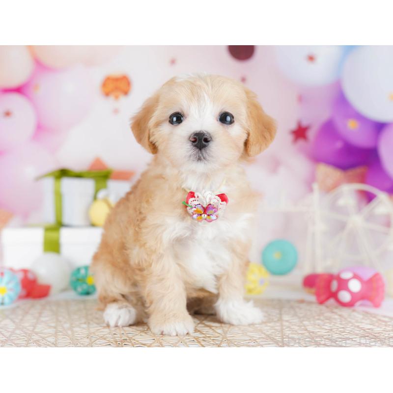 販売中の東京都のマルプー:マルチーズ×トイプードル-441416