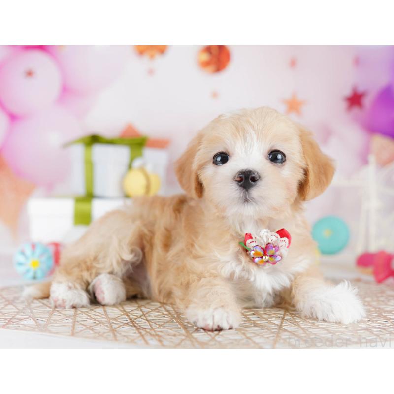 販売中の東京都のマルプー:マルチーズ×トイプードル-441416の6枚目