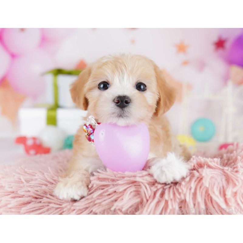 販売中の東京都のマルプー:マルチーズ×トイプードル-441416の5枚目